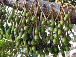 你每天都吃的南方水果 你知道是这样长出来的吗