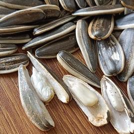 山东潍坊青州市李成凤瓜子