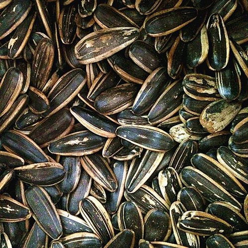 干果太贵吃不起 5种 干果 教你在家做,便宜又好吃,还不上火