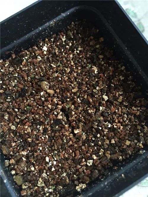 多肉播种不出苗，根本不是你的错——五香瓜子引发的启示