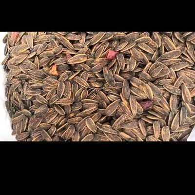 山核桃瓜子与五香瓜子 两种风味瓜子的视觉与味觉之旅